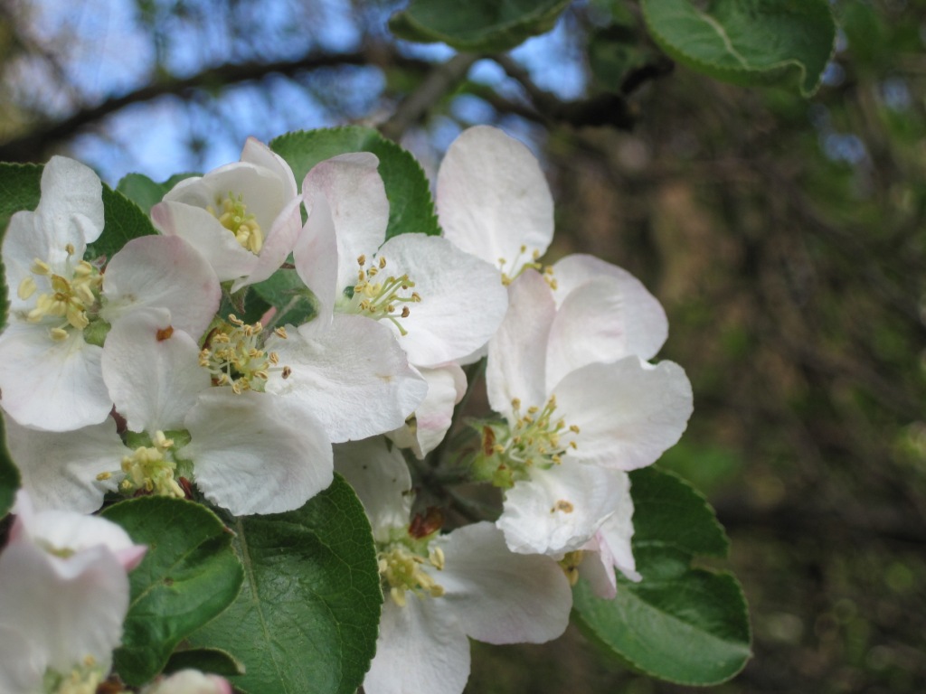 Apple tree