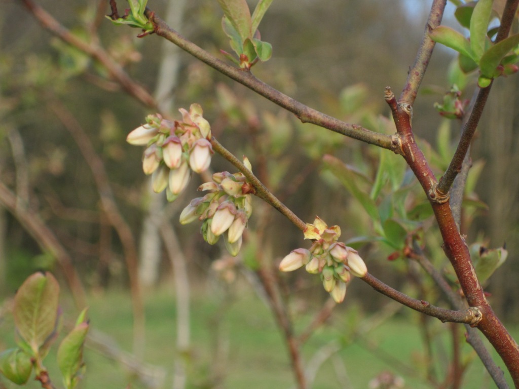 Blueberry buds