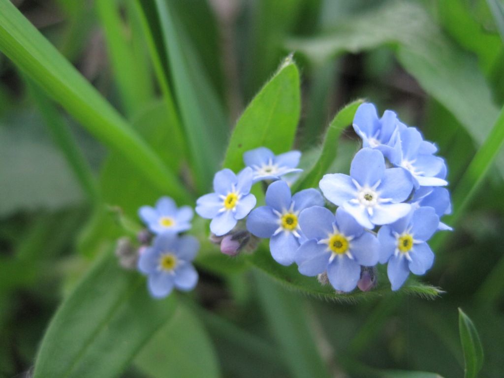 Wildflowers