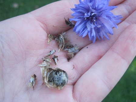 bachelors button seeds