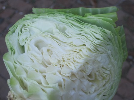 homegrown cabbage