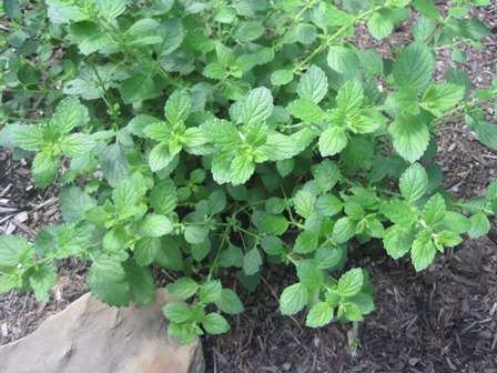Lemon balm