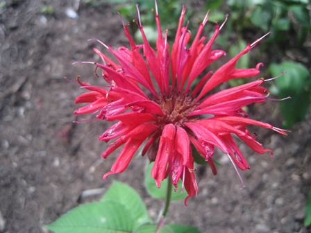 Bee balm