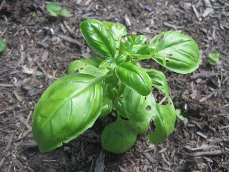 Basil--somebody tell me how to keep it from getting eaten!