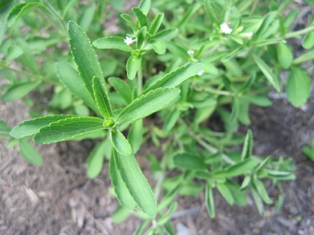 Stevia