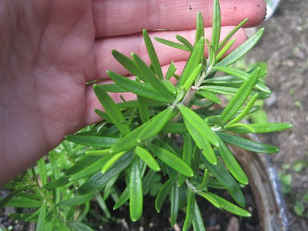 Rosemary. This year's version is in a pot so I can bring it inside before winter.