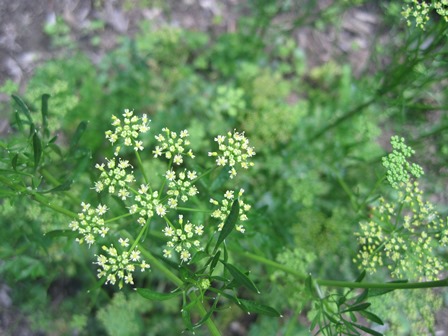 Second year parsley