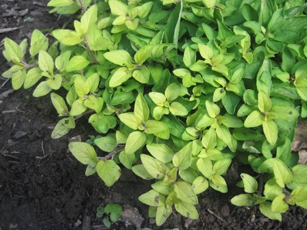 Golden oregano