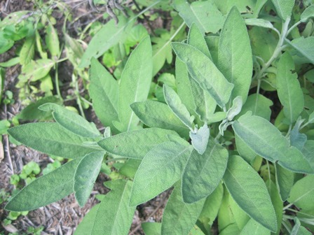 Sage