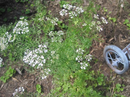 Cilantro