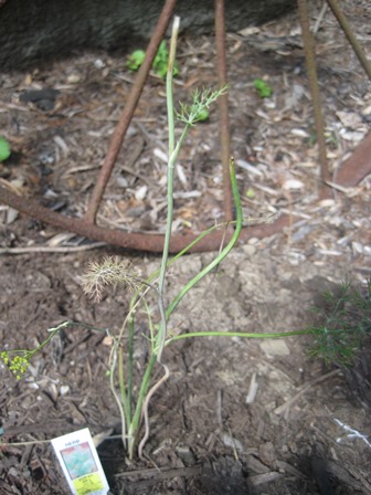 Dill. No really. I'm serious. This is my dill. I left the label in the ground beside it so I wouldn't forget.