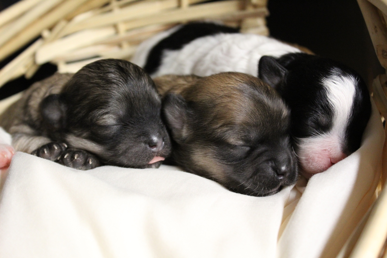 puppies sleeping in basket