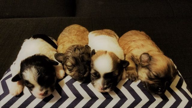 twelve day old puppies